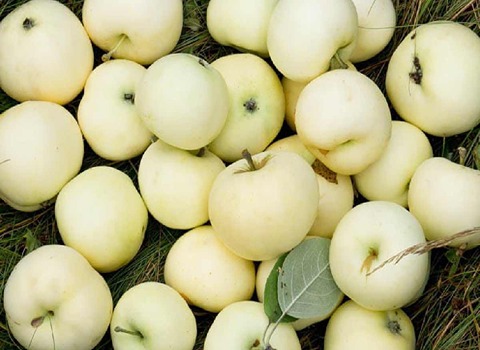 تصویر 3 از خرید و قیمت سیب درختی سفید + فروش عمده
